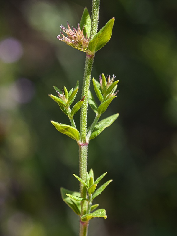 Micromeria graeca.03