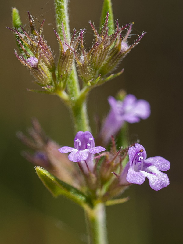 Micromeria graeca.08