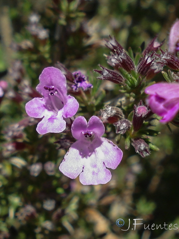 Micromeria inodora.07