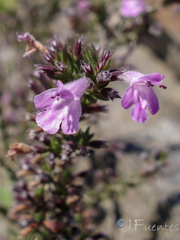 Micromeria inodora.10