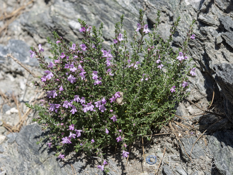 Micromeria inodora.03