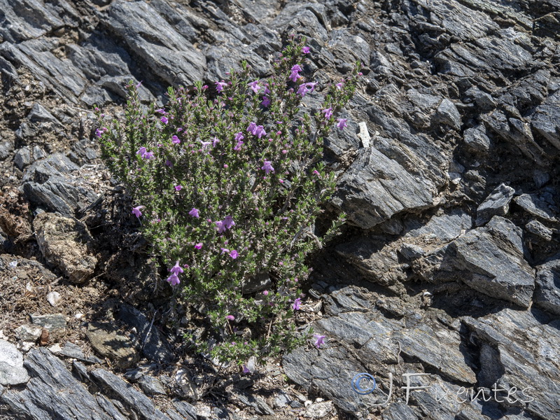 Micromeria inodora.04