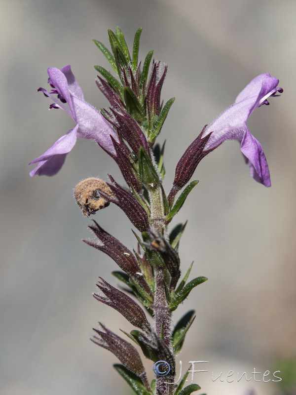 Micromeria inodora.16