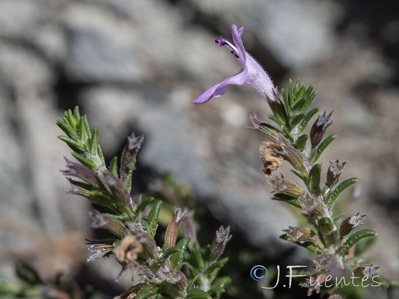 Micromeria inodora.08