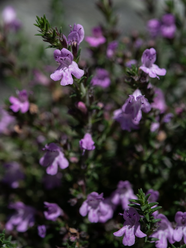 Micromeria inodora.49