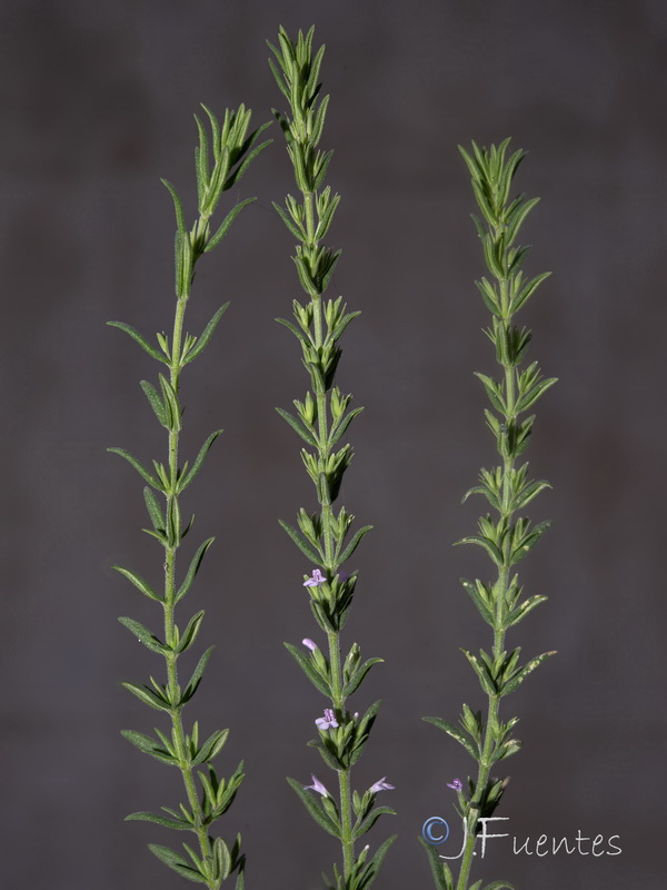 Micromeria juliana.02