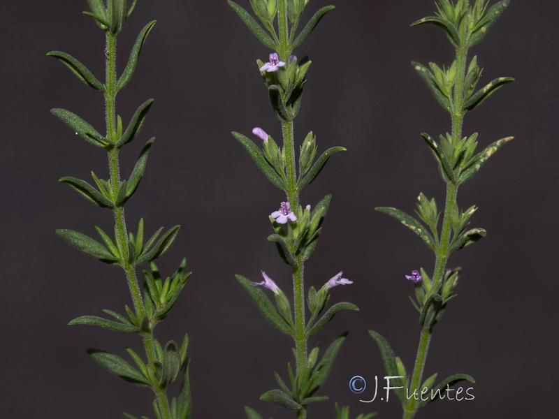 Micromeria juliana.03