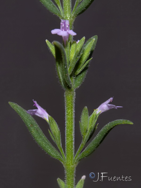 Micromeria juliana.05