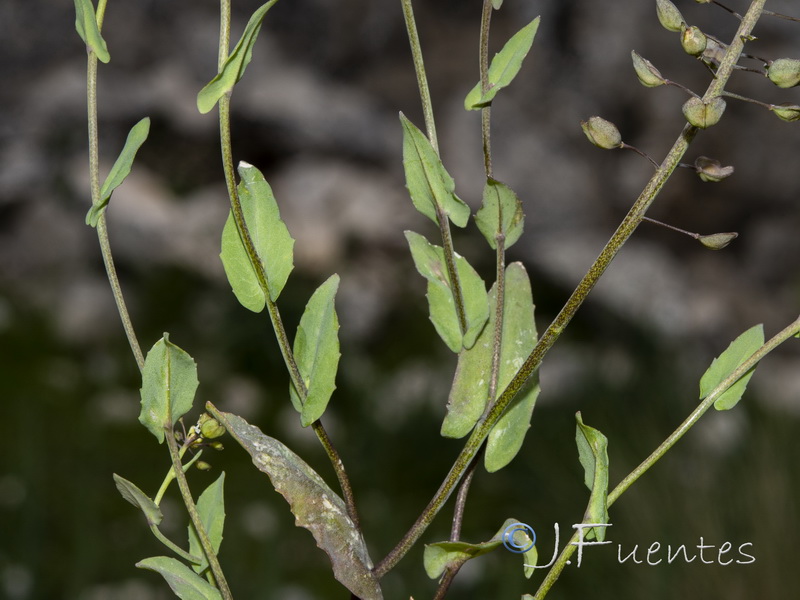 Microthlaspi perfoliatum.03