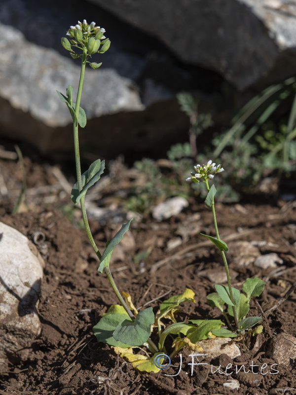 Microthlaspi perfoliatum.01