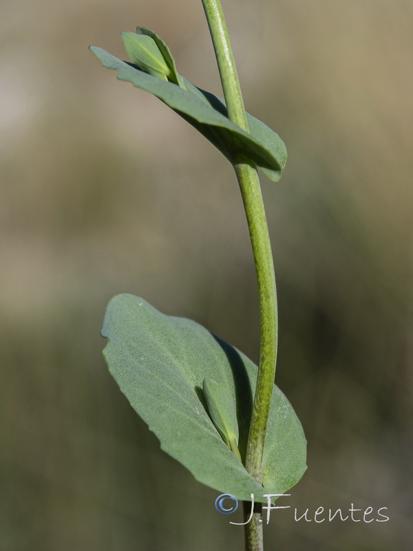 Microthlaspi perfoliatum.13