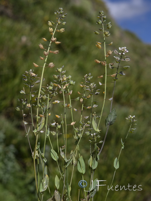 Microthlaspi perfoliatum.14