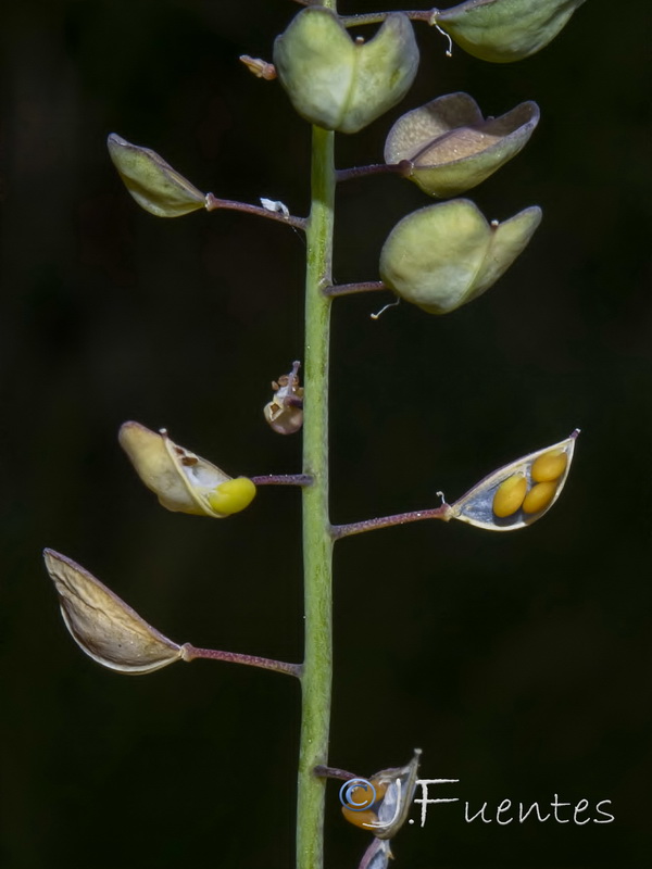 Microthlaspi perfoliatum.18