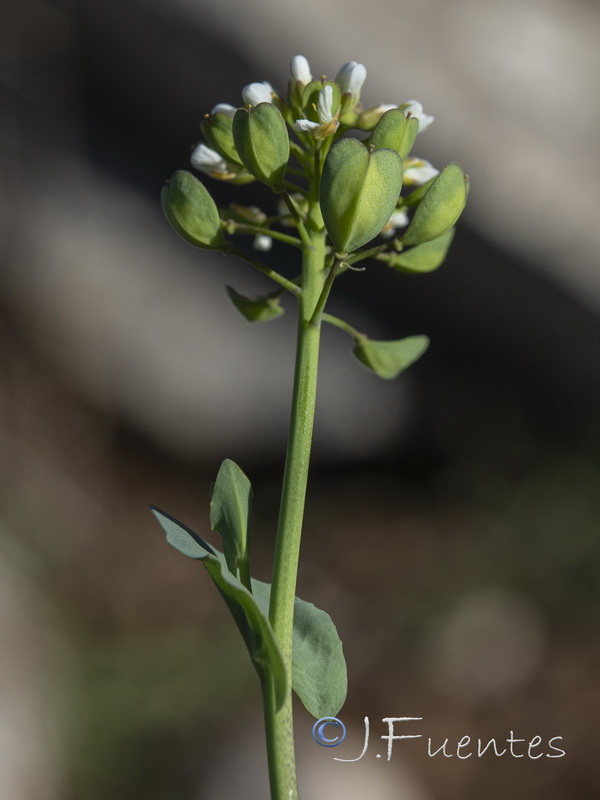 Microthlaspi perfoliatum.19