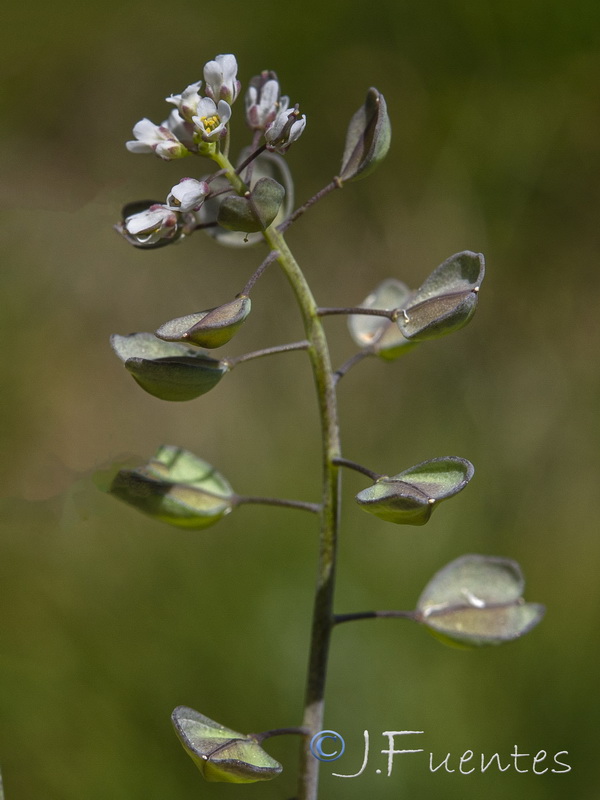 Microthlaspi perfoliatum.05