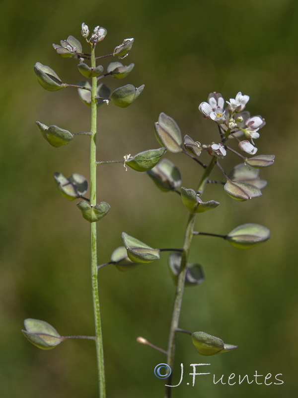 Microthlaspi perfoliatum.06