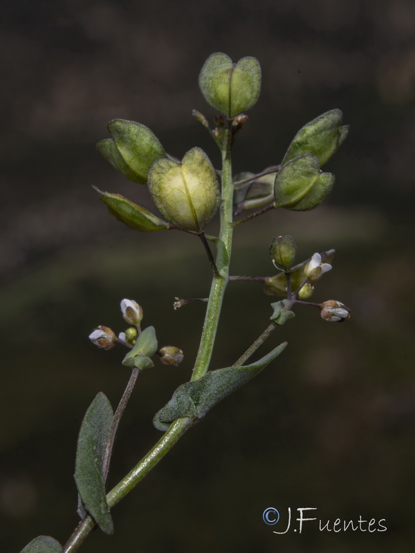 Microthlaspi perfoliatum.19