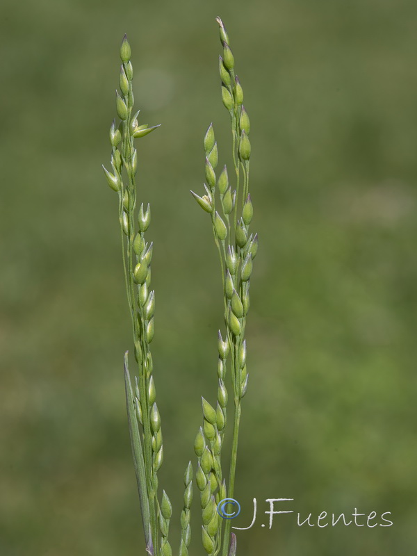 Milium vernale montianum.03