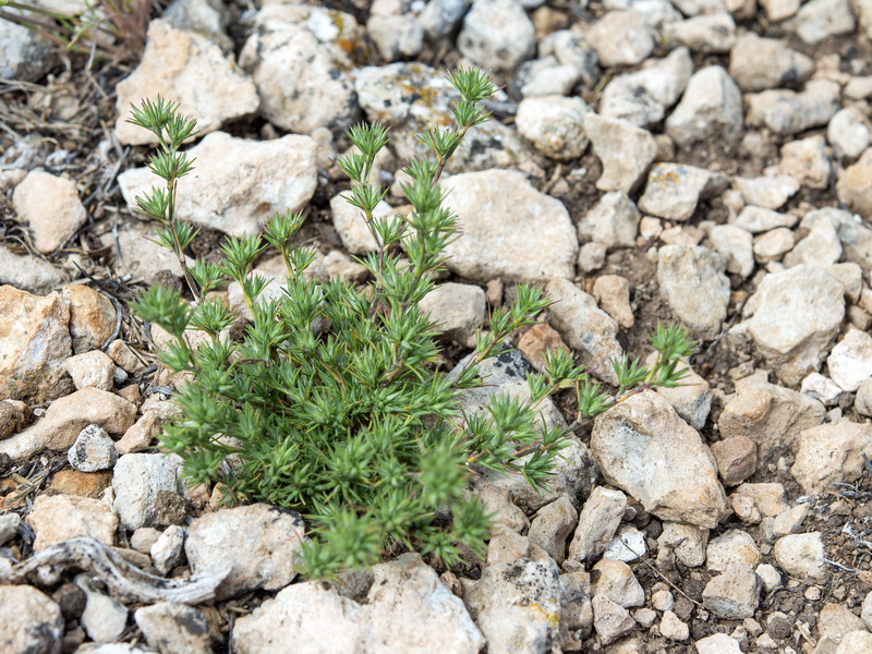 Minuartia campestris campestris.01