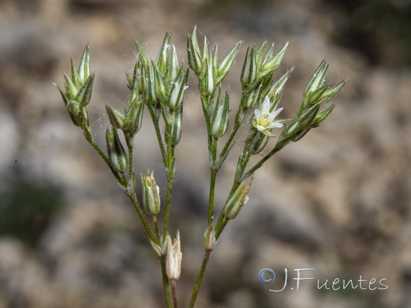 Minuartia cymifera.02