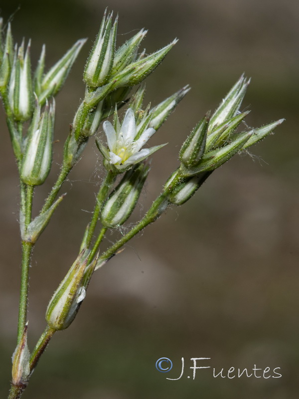 Minuartia cymifera.04