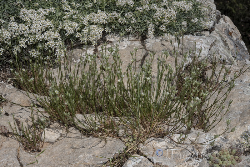 Minuartia cymifera.05