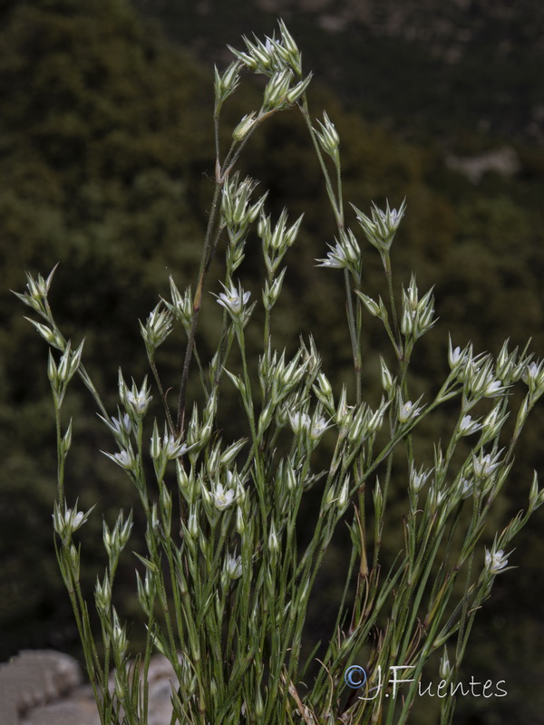 Minuartia cymifera.06