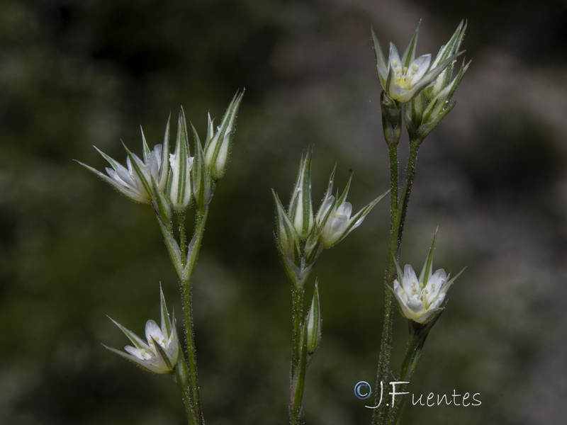 Minuartia cymifera.08