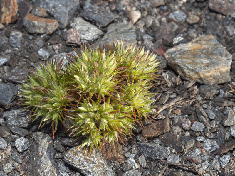 Minuartia dichotoma.02
