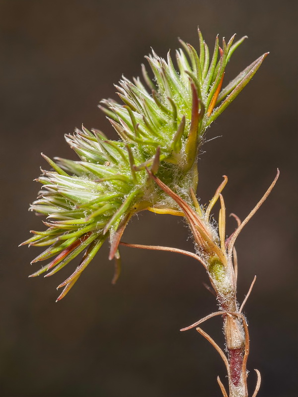 Minuartia dichotoma.07