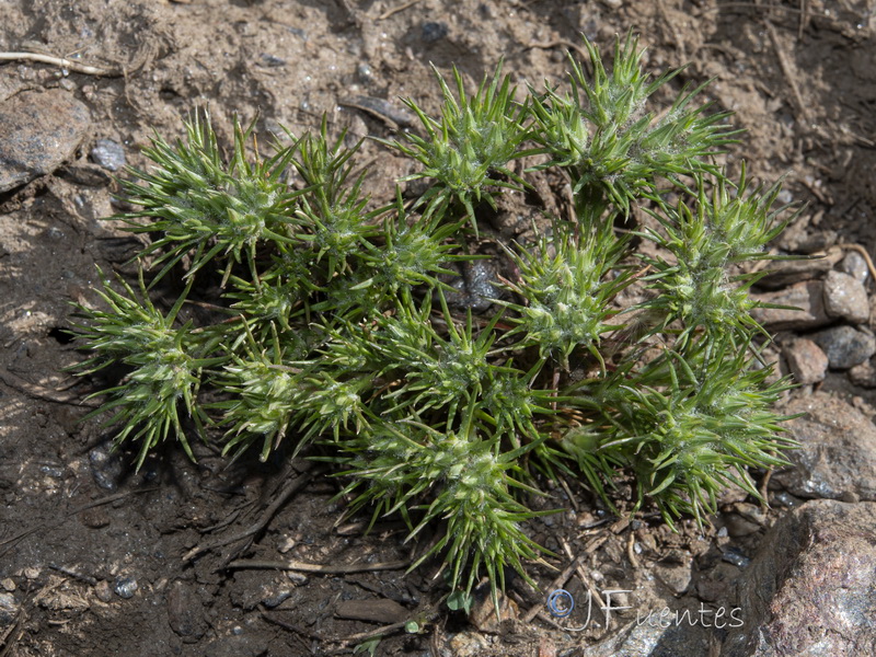 Minuartia dichotoma.16
