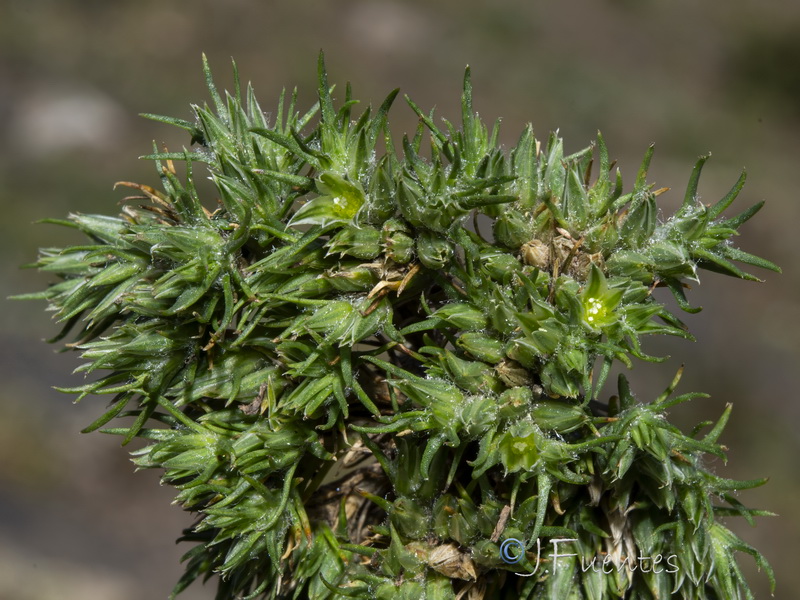 Minuartia dichotoma.17