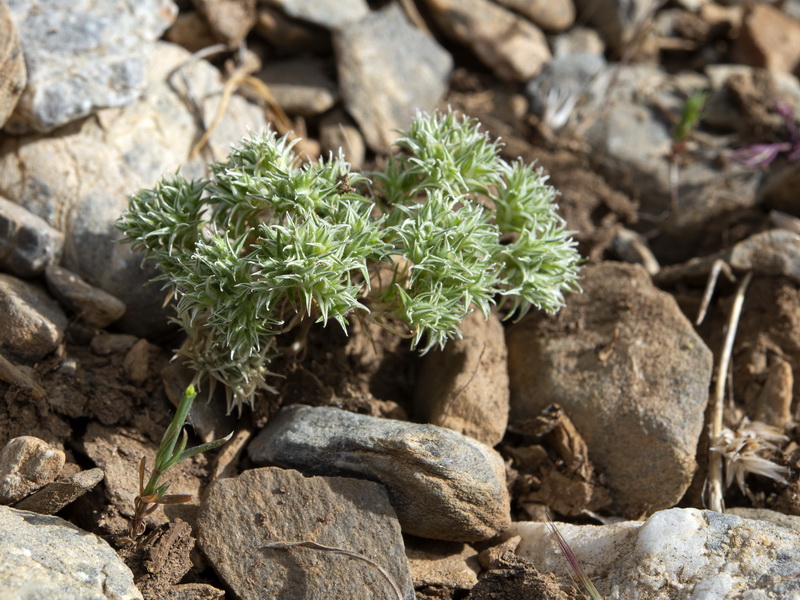 Minuartia hamata.01