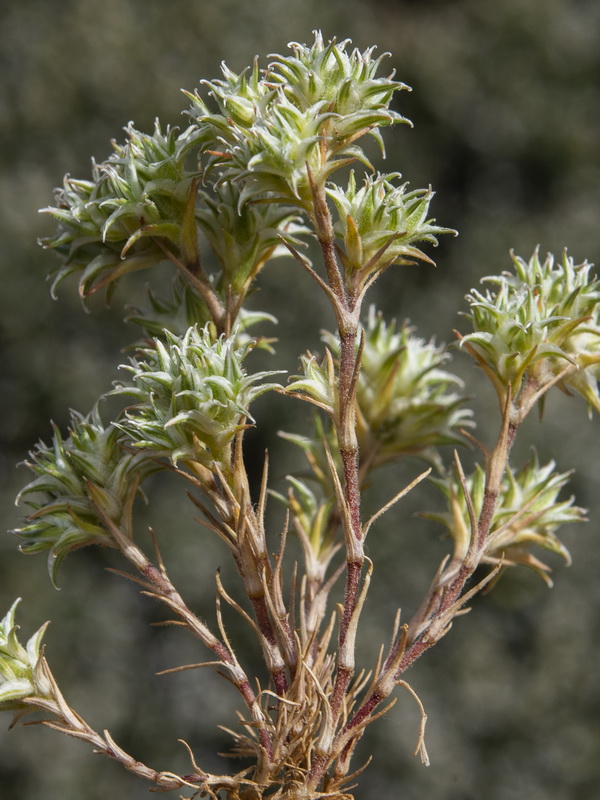 Minuartia hamata.04