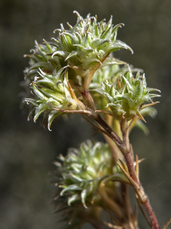 Minuartia hamata.05