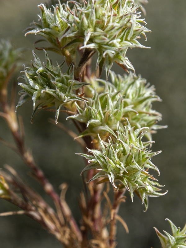 Minuartia hamata.07
