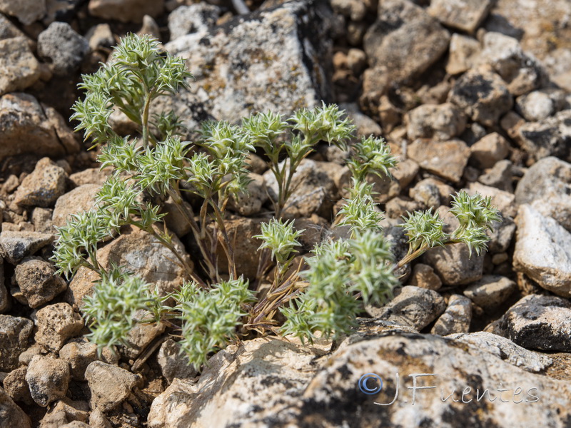 Minuartia hamata.08