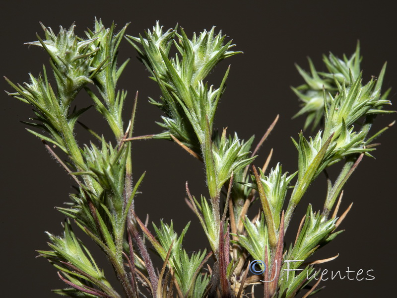 Minuartia hamata.09