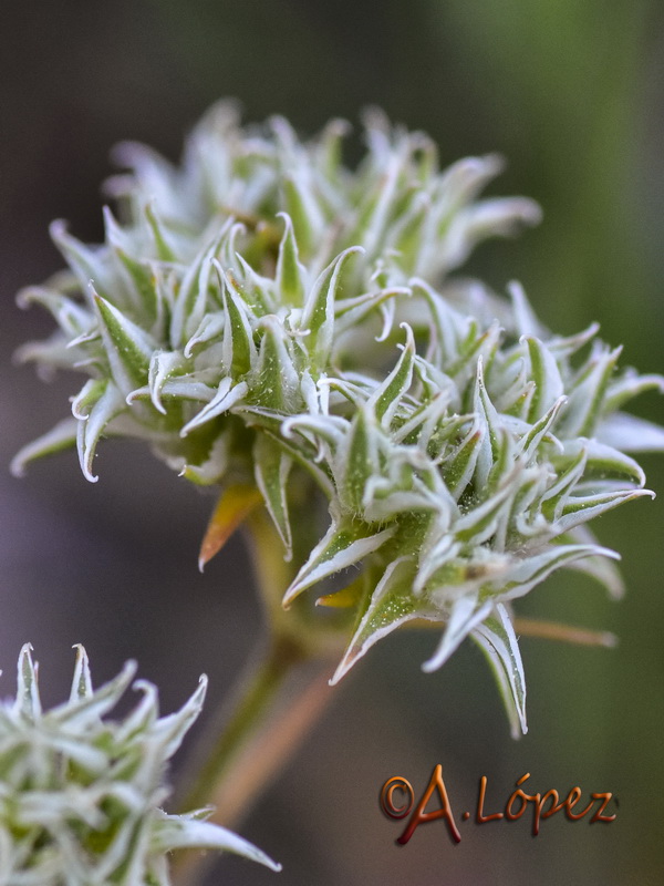 Minuartia hamata.13