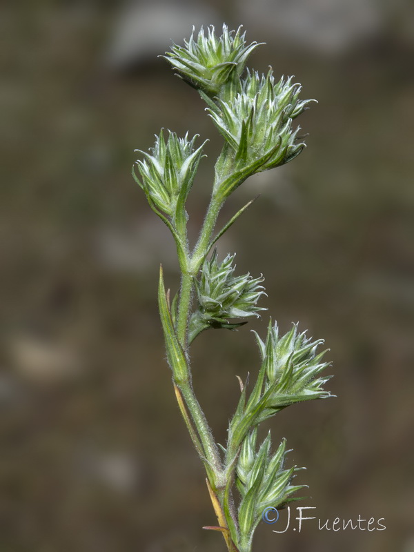 Minuartia hamata.17