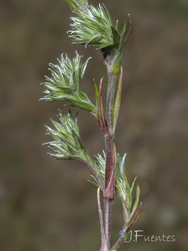 Minuartia hamata.18