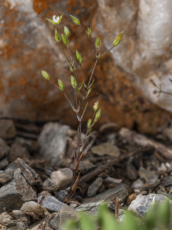 Minuartia hybrida.02