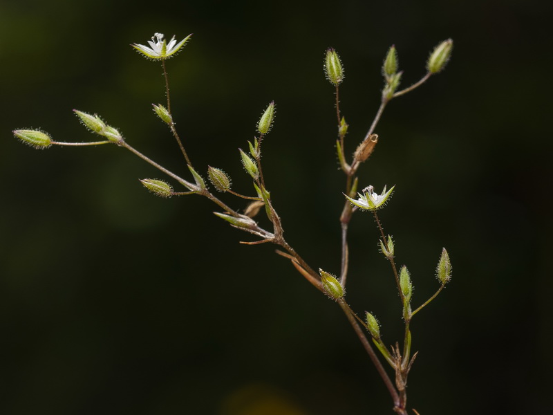 Minuartia hybrida.04