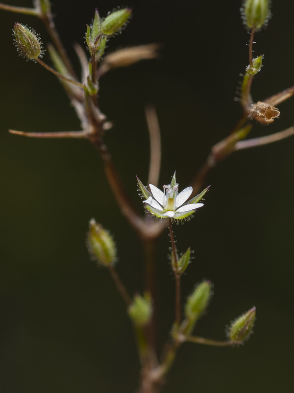 Minuartia hybrida.06