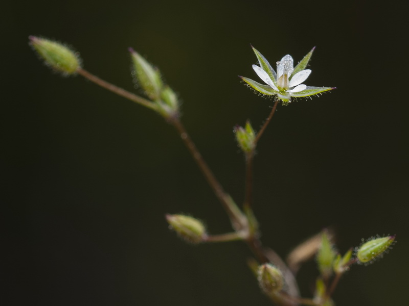 Minuartia hybrida.07