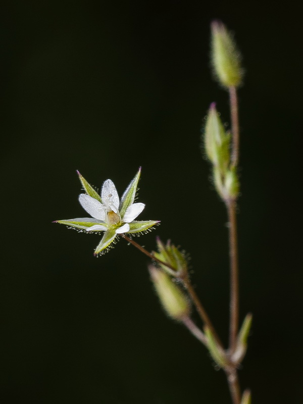 Minuartia hybrida.10