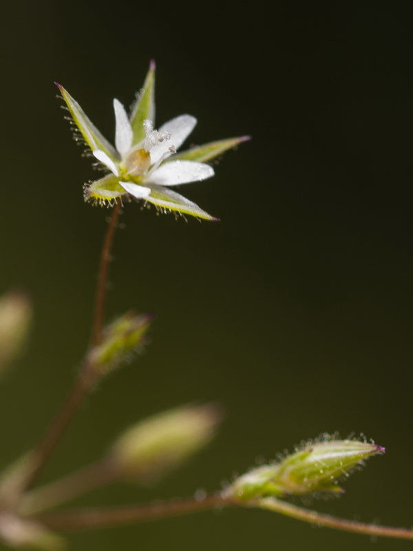 Minuartia hybrida.11