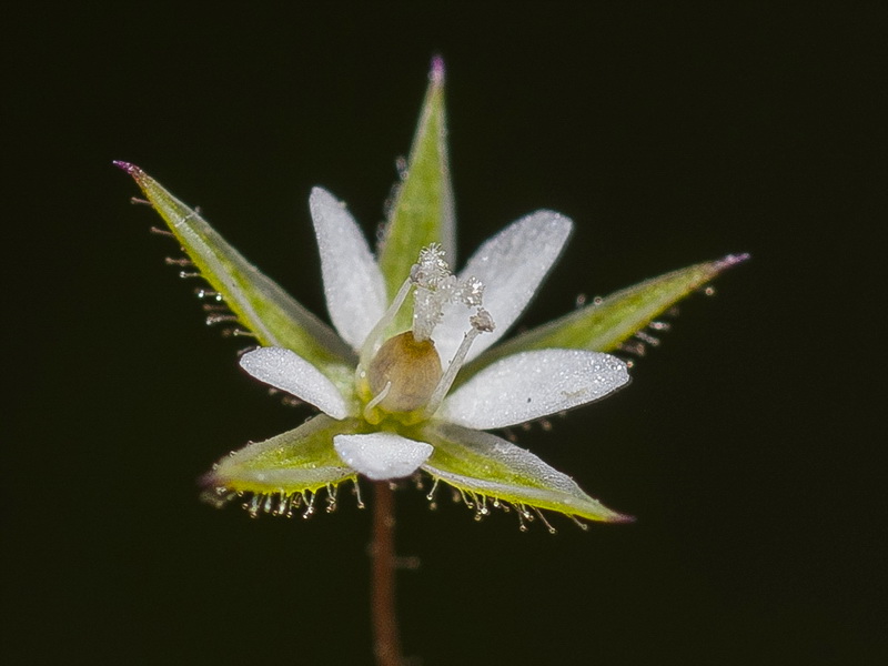 Minuartia hybrida.13