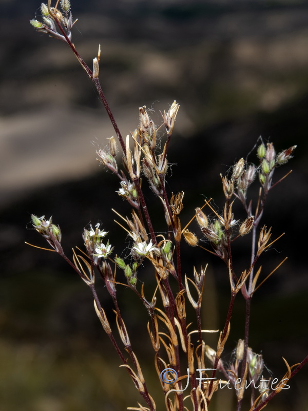 Minuartia hybrida.14