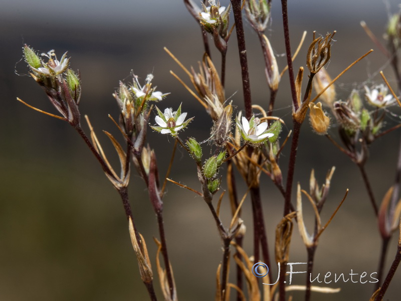 Minuartia hybrida.15